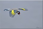 Cardellino