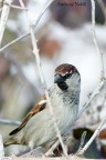 Passera Oltremontana