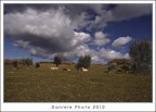 riposo al pascolo