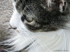 un bellissimo ritratto felino