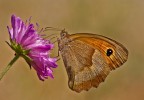Maniola jurtina