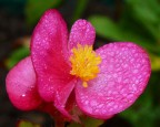 fz 38-f5-1/50-foc.eq.62mm.iso 100-flash on-ML.-esp. centro pesato-0,7ev-