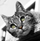 OCCHI DA GATTA OCCHI DA GATTA