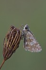 Pyrgus malvoides