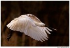 Volo