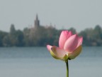 Loto's Flower