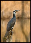 Cormorano