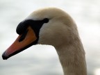 Cigno 1