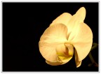 ...fiore