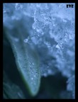 panasonic fz-50 + raynox 150
f3.7 1s iso100