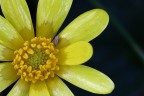 Fiore