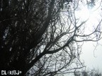 Camera: Nikon Coolpix 2100
Data: Marzo 2oo5
Luogo: Sinnai (CA)