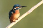 Il mio piccolo martin pescatore