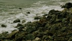 Ansedonia