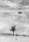 albero silente