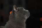 Gatto che osserva attentamente un uccello su un albero