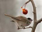 Capinera (Sylvia atricapilla) nella nevicata