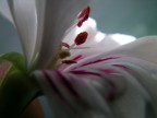 la foto l'ha fatta un amico ma mi piace tantissimo macchina nicon coolpix 5400