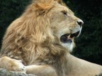 leone allo zoo safari di verona sul lago di garda macchina finepix 5500
