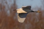 IN VOLO...........