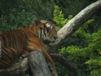 una bellissima tigre allo zoo safari dell lago di garda verona finepix 5500