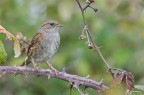 Passera scopaiola