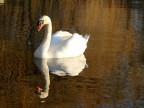 cigno