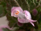 micro fiore