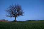 l'albero