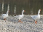 le tre signorine