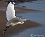 garzetta in volo