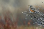 Tordo sassello nella tundra
