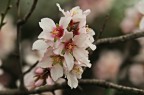 prime fioriture