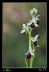 Almeno credo che si tratti di un' Ophrys sphegodes subsp. panormitana ..... ma attendo conferme da alcuni esperti! 
Canon 40D, tamron 180mm, f4, iso 320, 1/250 ....vento maledetto!
