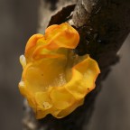 Ha consistenza gelatinosa e cresce sul legno morto del nocciolo. CHIEDO AIUTO PER LA CLASSIFICAZIONE
Canon 5D - EF 100macro - 1/30 s - f 11 - RR 0,75 - luce naturale - cavalletto -