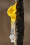 Terza immagine del saprofita su nocciolo.
Canon 5D - EF 100macro - 1/15 s - f 13 - RR 0,62 - sole debole - mano libera