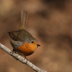 FINALMENTE UN PETTIROSSO......... FINALMENTE UN PETTIROSSO.........