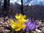 Fiori