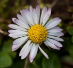 40D + tubi prolunga +canon 70-200 F4 e cavalletto

ISO 100 f4 1/125 100mm

Immagine in alta risoluzione http://www.flickr.com/photos/tril0gy/4399586198/sizes/o/

Ho aperto cos tanto per cercare di avere i petali un po' sfuocati creando un po' di atmosfera e per cercare di staccare un po' dallo sfondo un po' troppo pieno di forme e colori.

Critiche e consigli sempre ben accetti!