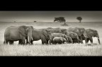 Una conversione di una foto scattata a febbraio nella Seronera area - Serengeti - Tanzania