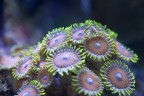 zoanthus
