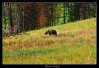Grizzly