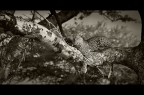 Leopardo