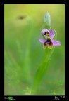 Ophrys xlidbergii, un Ibrido tra Ophrys lunulata con O.tenthredinifera

Canon 40D, tamron 180mm, f6,3, iso320, 1/20, tardo pomeriggio con il sole quasi del tutto tramontato!