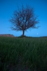 l'albero dei calanchi