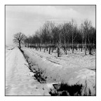 Neve e Nettar Neve e Nettar