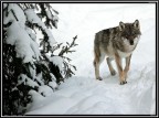 Lupo # 1