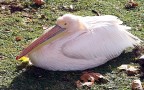 Pellicano