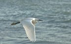 garzetta in volo