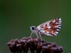Pyrgus